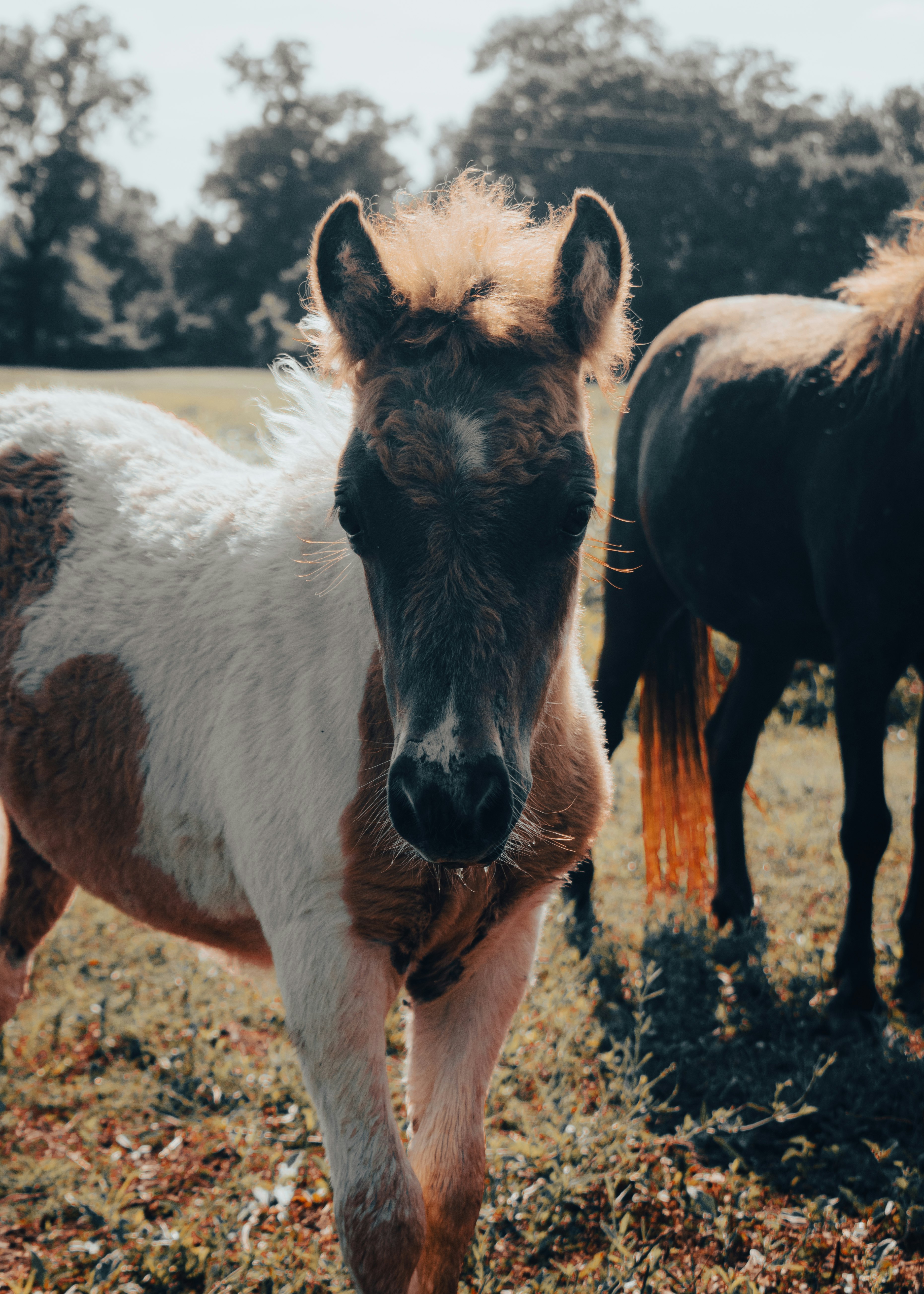 black and brown horses on brown grass field during daytime